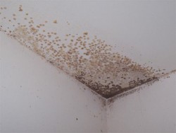 mold in the apartment