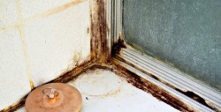 mold in the apartment 3