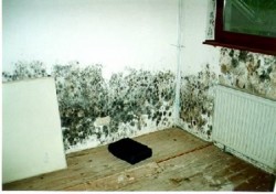 mold in the apartment 4