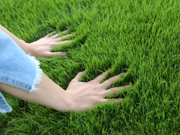 6 tips om hur man gör en gräsmatta i landet med egna händer