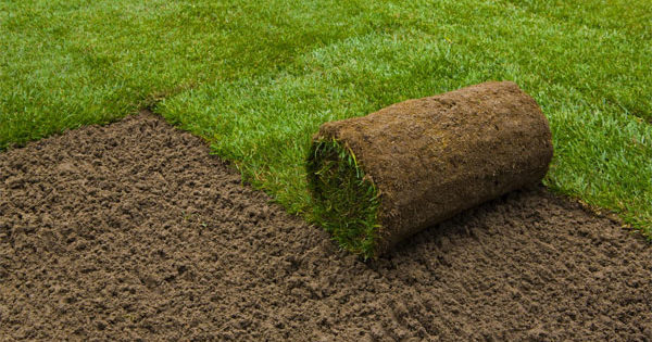 11 tips for laying your own lawn Lawn roll device
