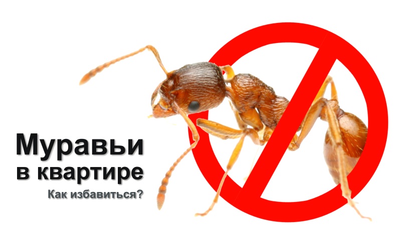 14 manieren om zich te ontdoen van mieren in een appartement