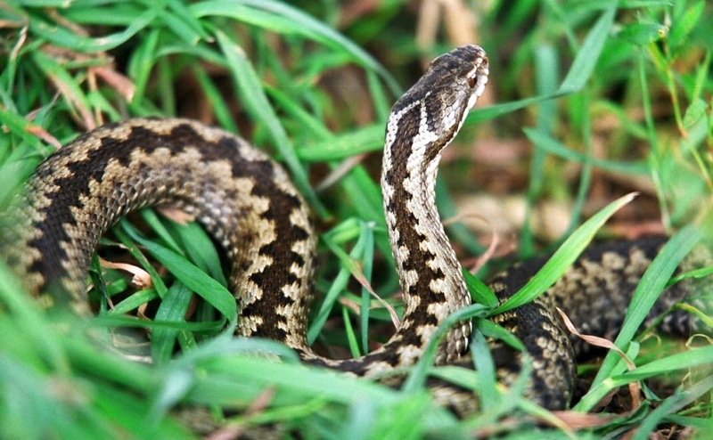 8 tips om slangen het gebied uit te rijden