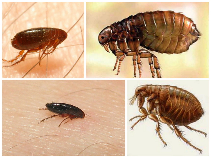 How to quickly get rid of fleas in an apartment: proven ways