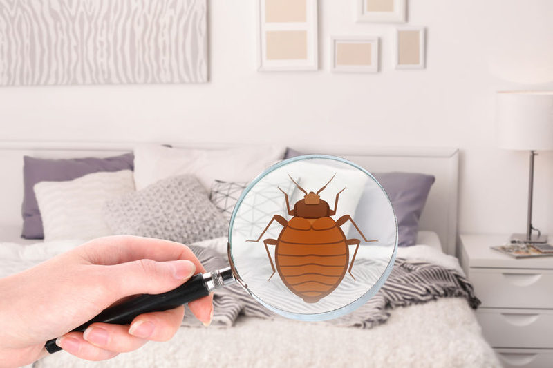 8 façons d'apporter des bugs à la maison