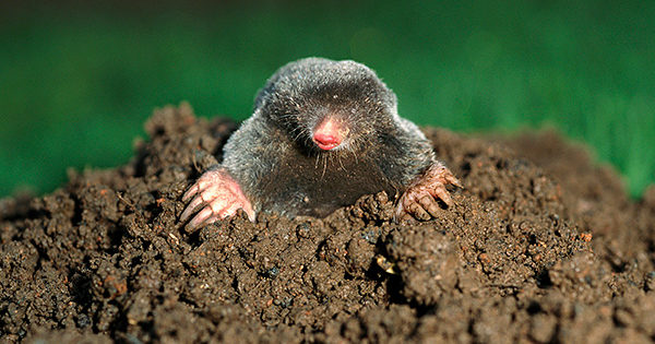 15 ways to get rid of moles in the country