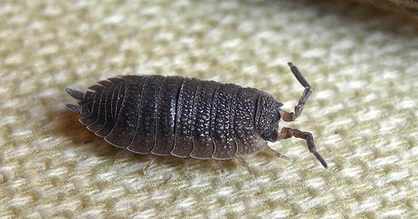 How to get rid of wood lice in an apartment: 26 ways