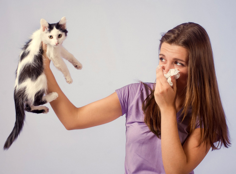 9 sätt att bli av med lukten av katturin i en lägenhet