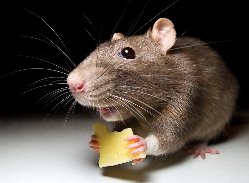 Hoe zich te ontdoen van muizen in het land: TOP-5-manieren