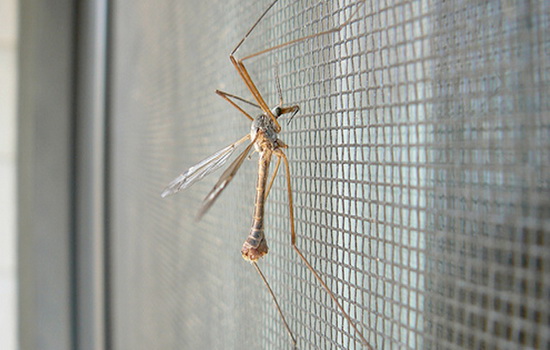 10 tips for choosing a mosquito net on plastic windows