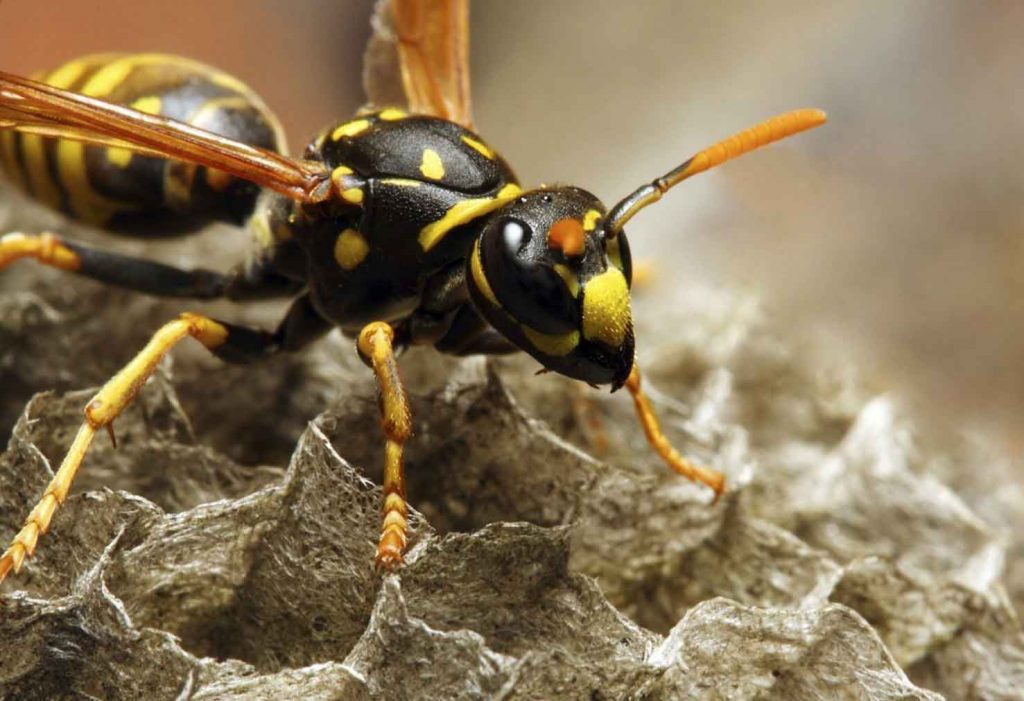 7 tips to get rid of wasps on the site