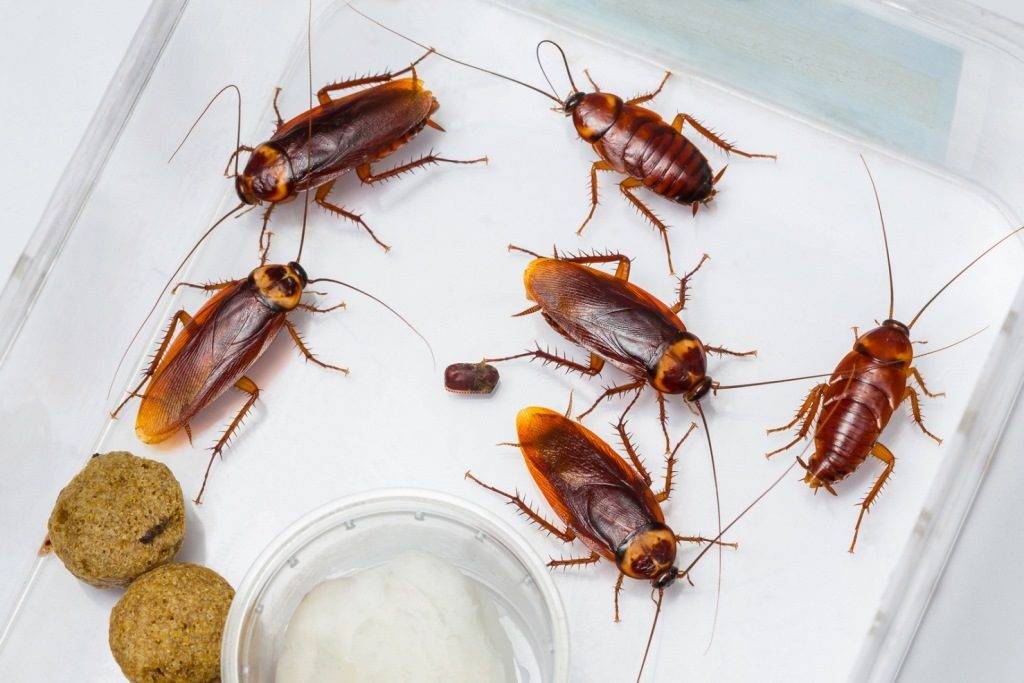 Evde hamamböceği kurtulmak için 11 ipucu