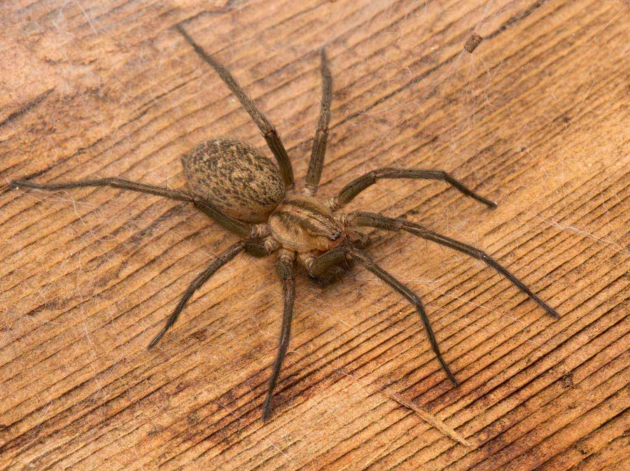 15 ways to get rid of spiders in the house